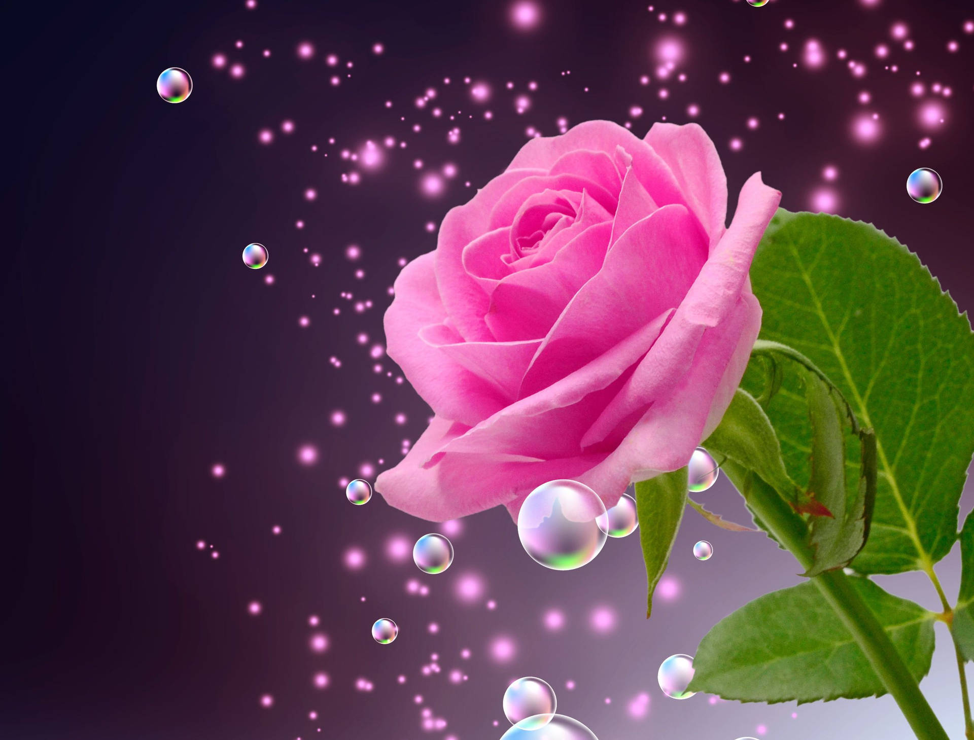 Bubbly Pink Color Rose Background