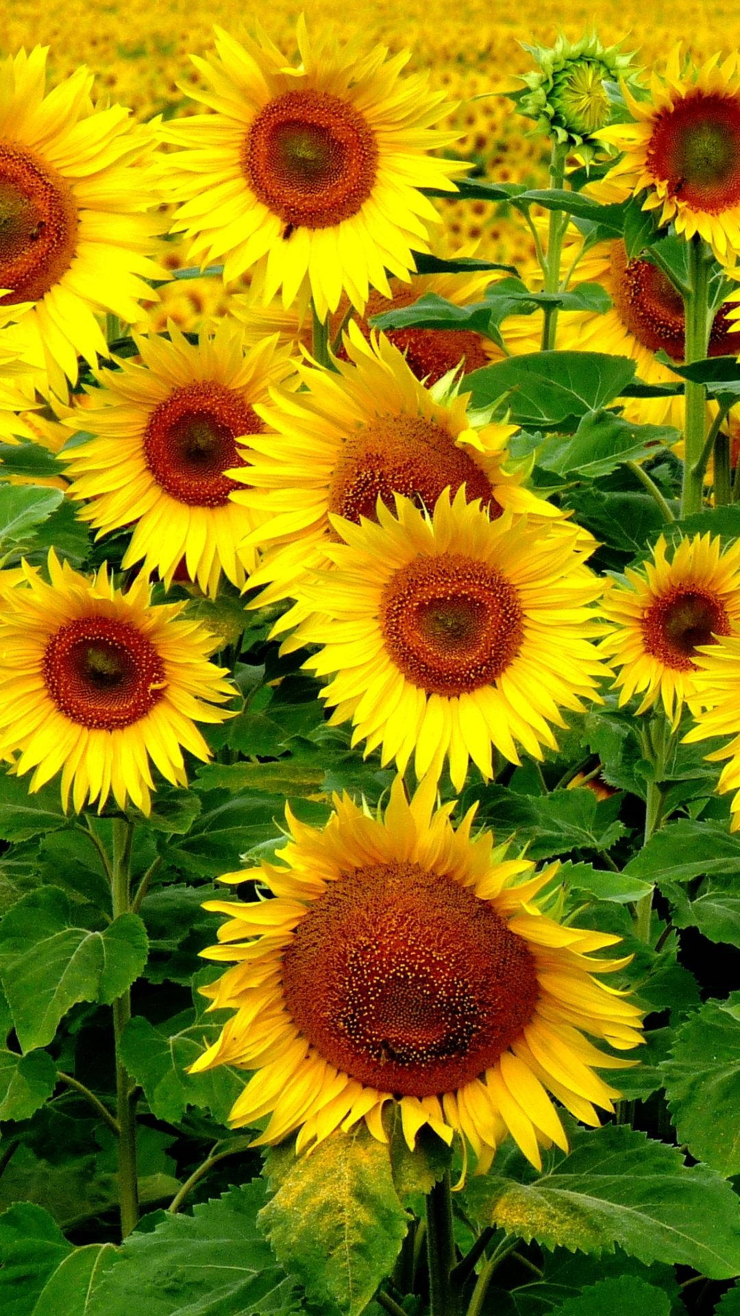 Bubbly Yellow Sunflowers Iphone Background