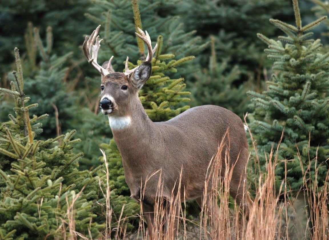 Buck Coming Out Background