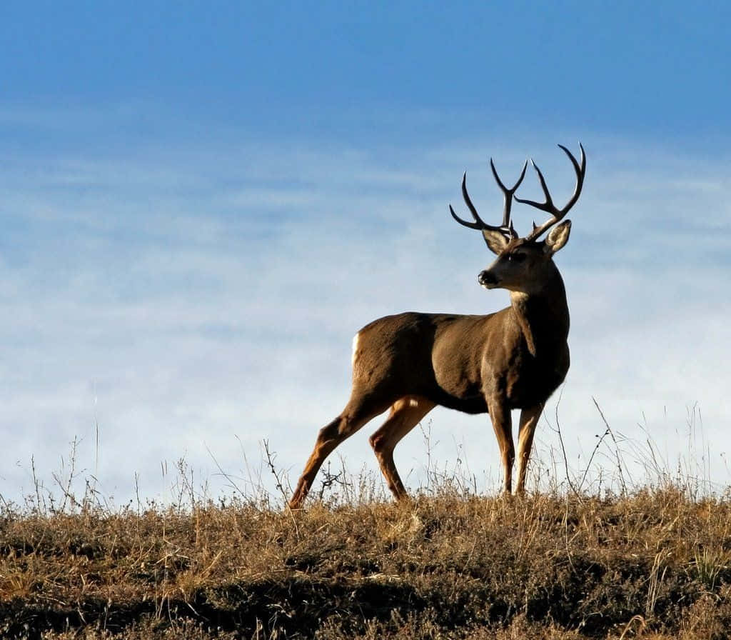 Buck In The Wild Background