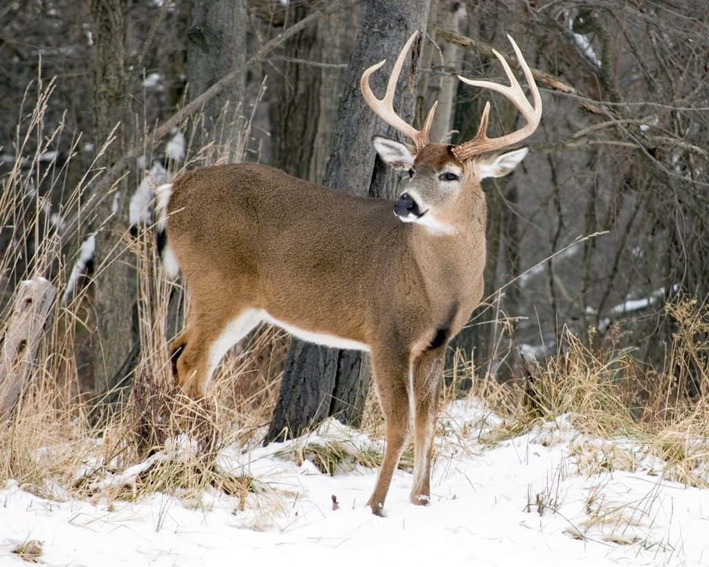 Buck In Winter