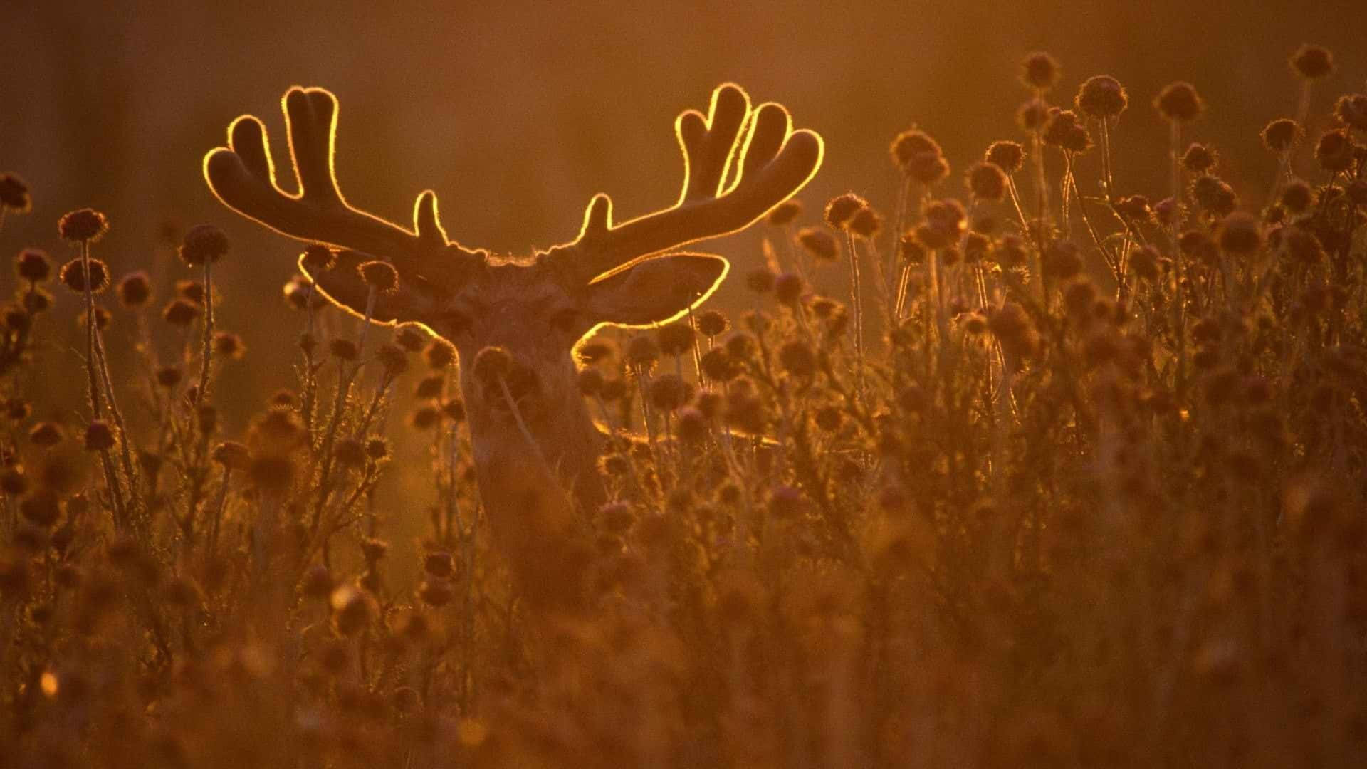 Buck Is Embracing The Wild Outdoors In All Her Furry Glory Background