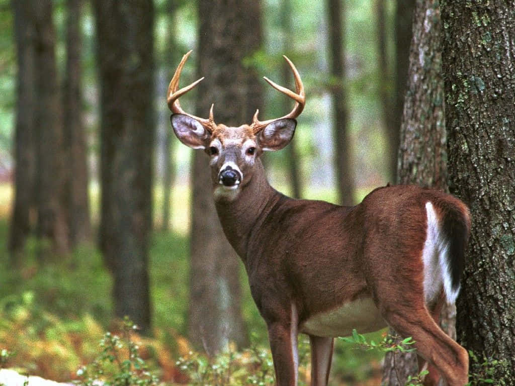 Buck Looks At Camera Background