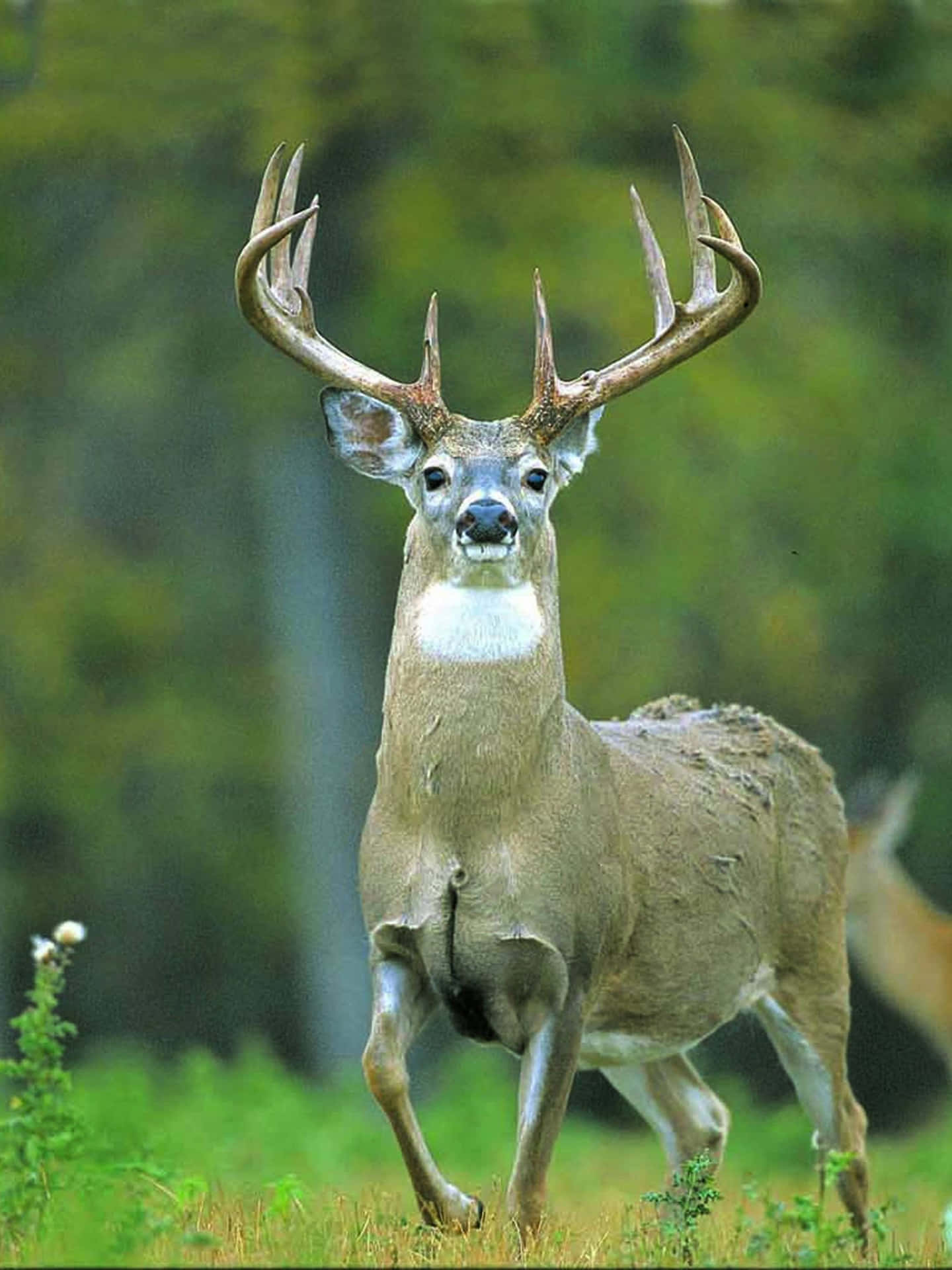 Buck Stands Tall With The Beauty Of Nature. Background