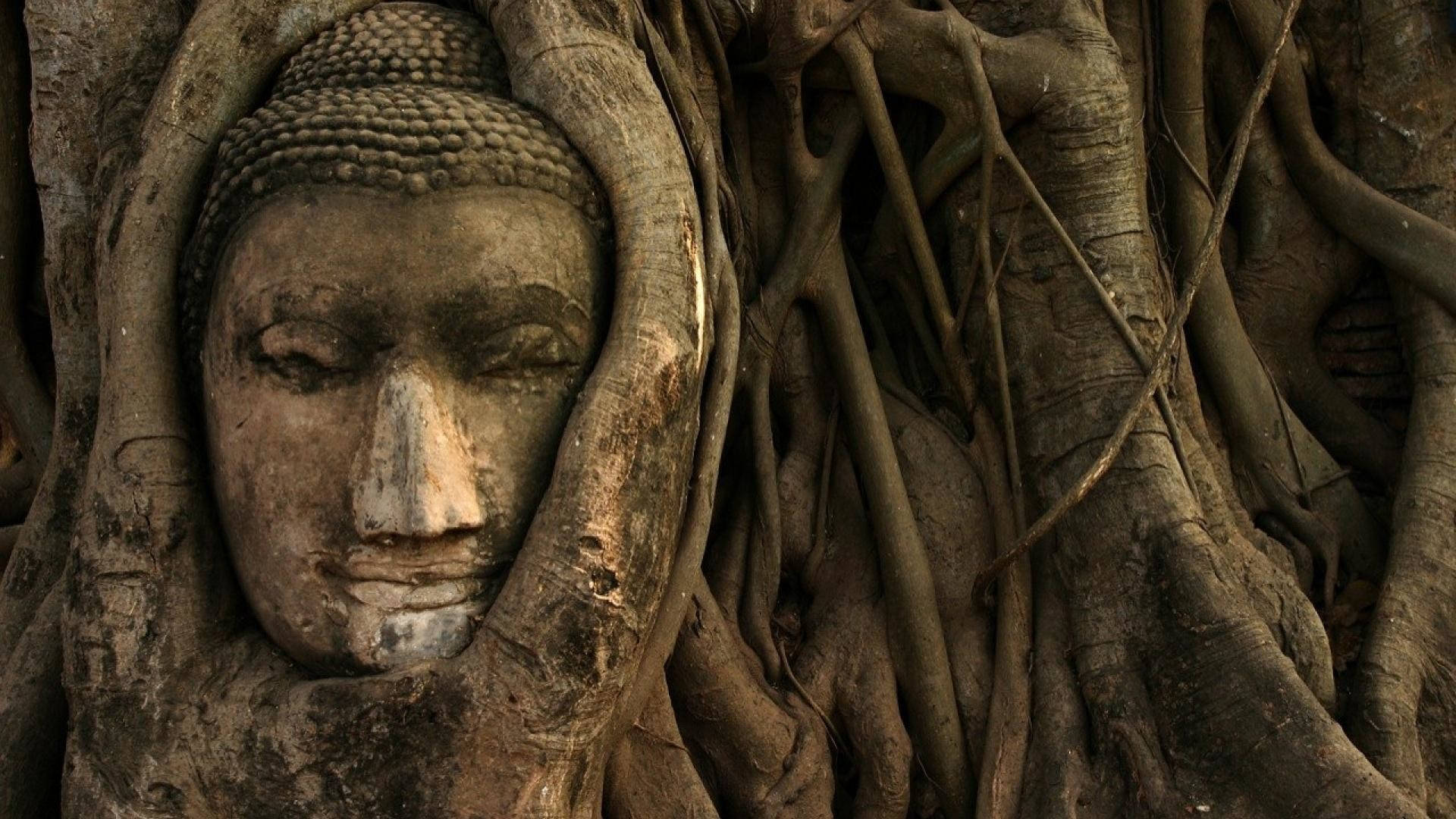 Buddha Hd Encased In Banyan Tree Background