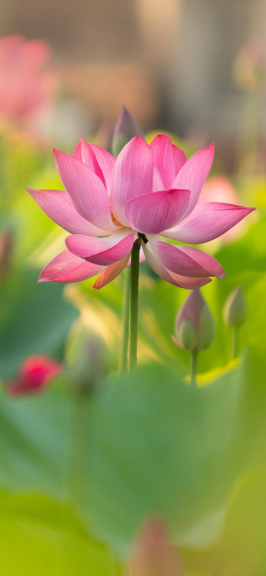 Budding Lotus Flower Background