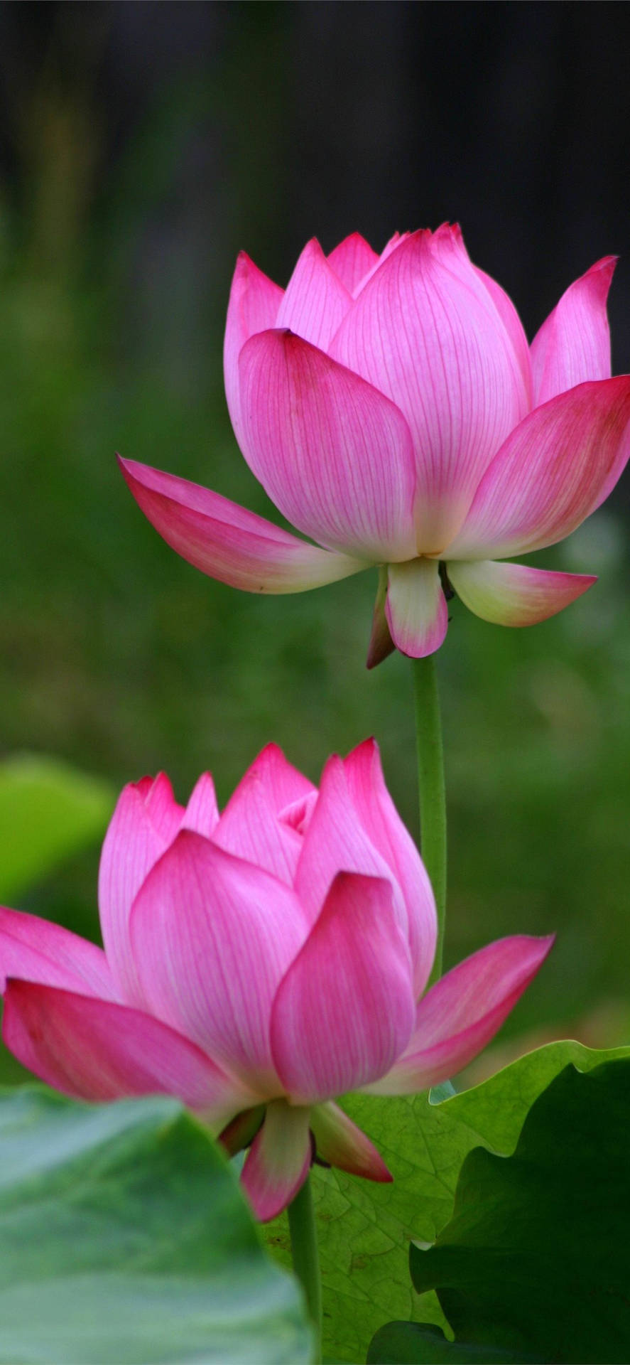 Budding Lotus Flowers Aesthetic Background