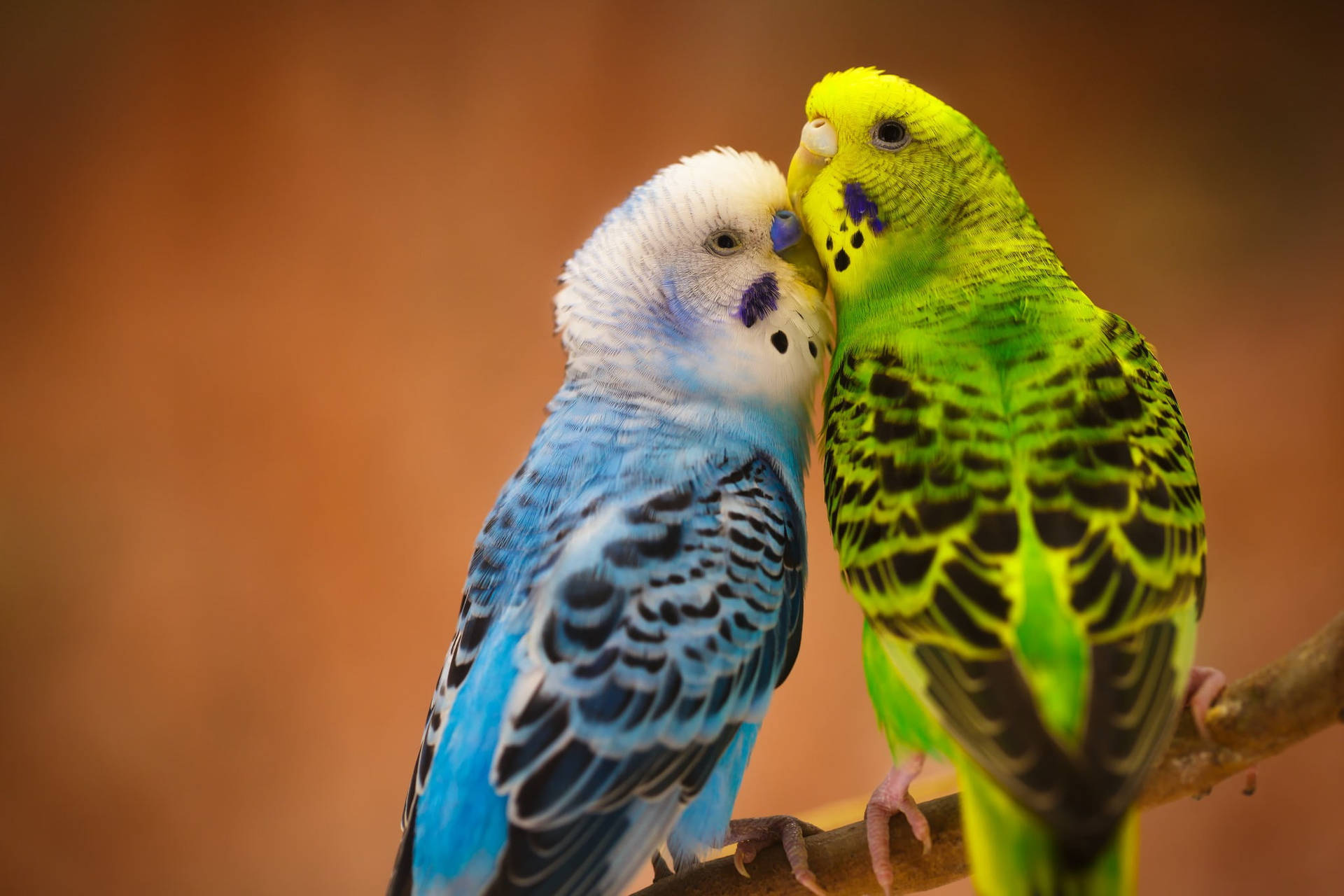 Budgerigar Love Birds Cuddle Background