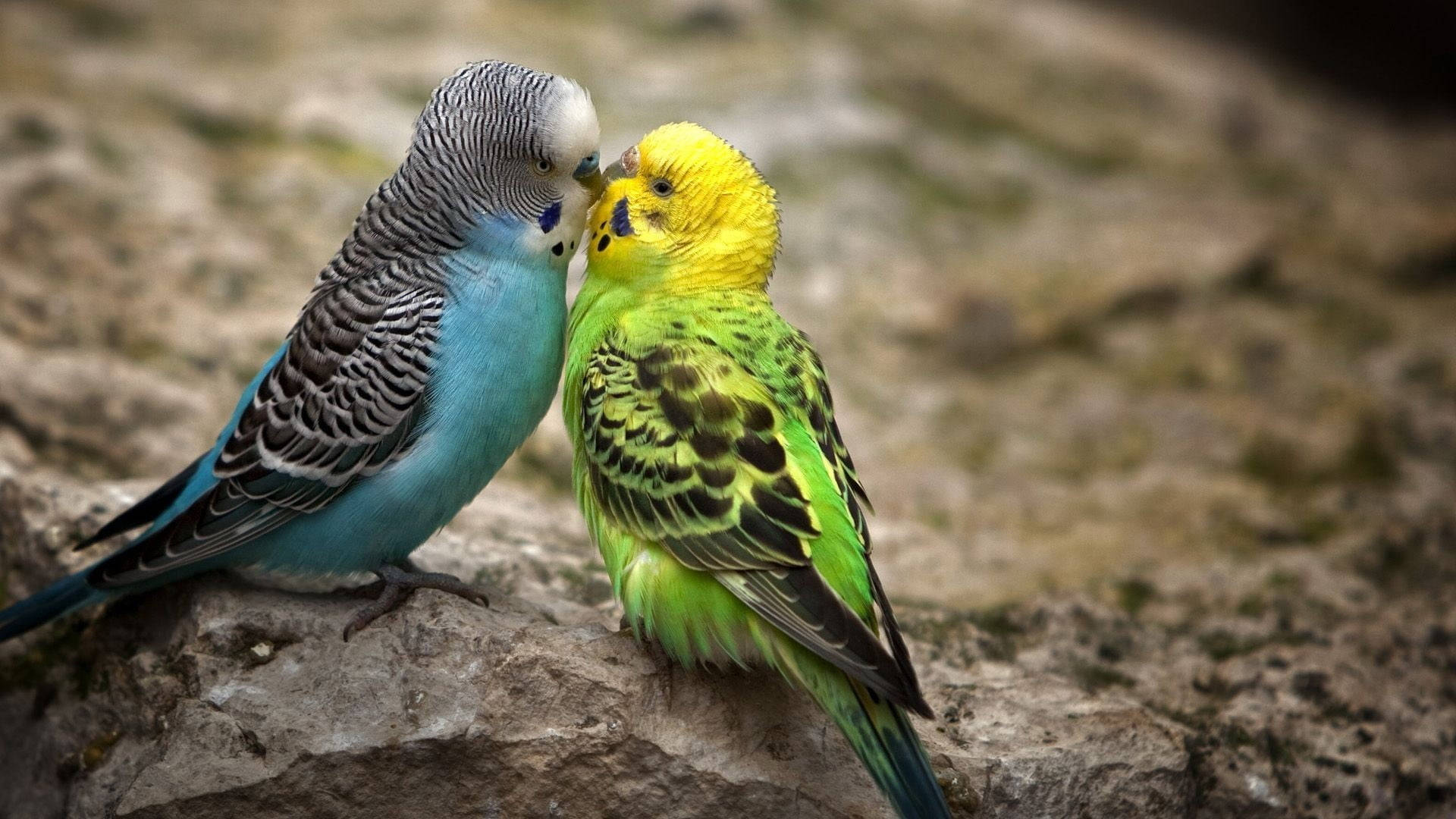 Budgerigars Love Birds Kiss Background