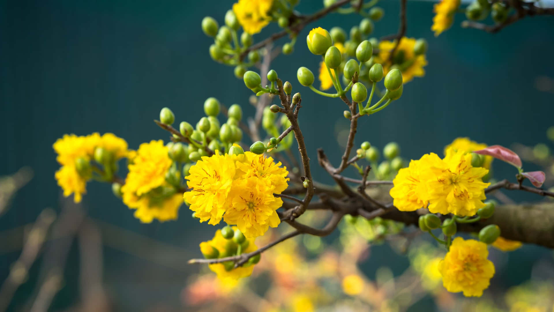 Buds And Blooms Yellow Aesthetic Flower Desktop