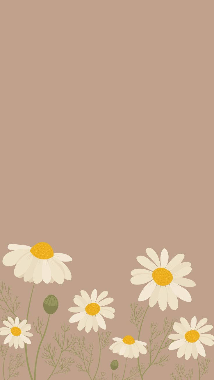 Buds And Full Bloom Daisy Iphone Background