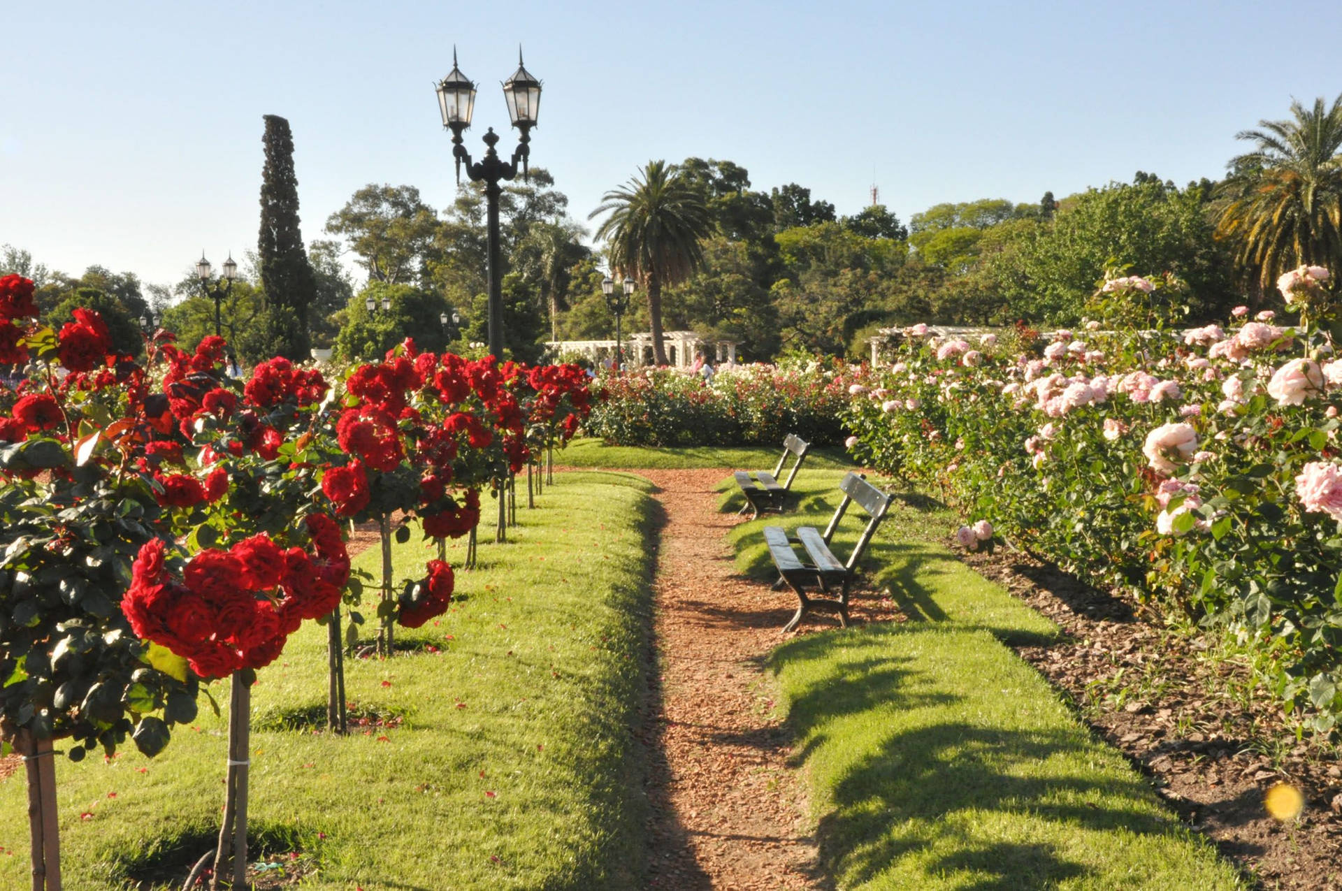 Buenos Aires Palermo Park Rose Garden