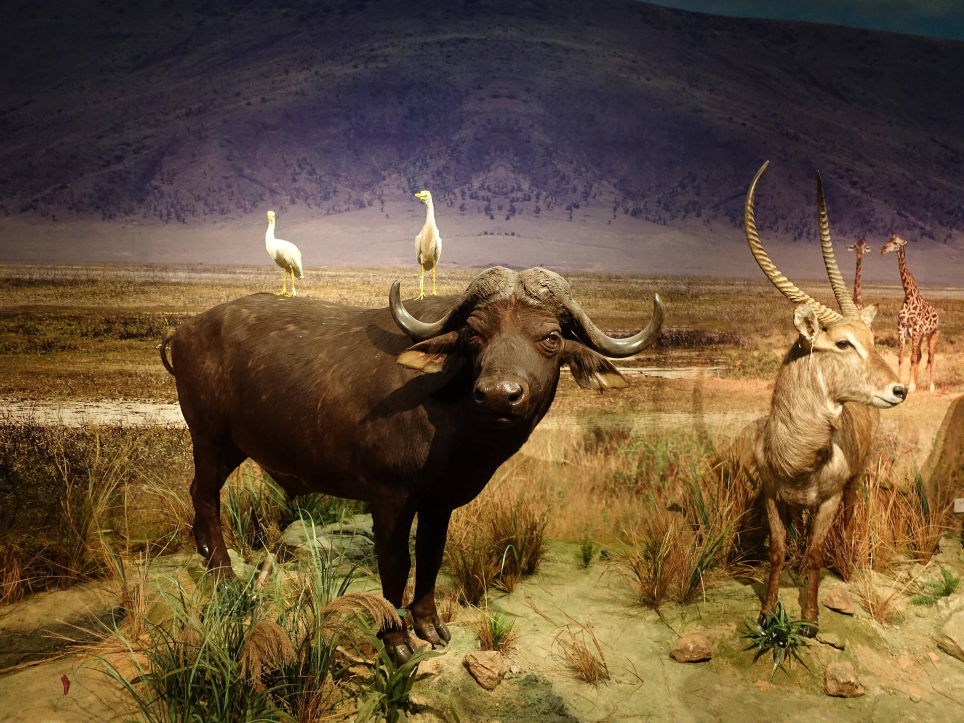 Buffalo And Animals In The Wild Background