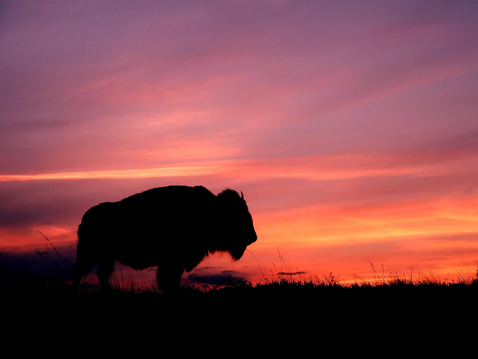 Buffalo And Sunset Background