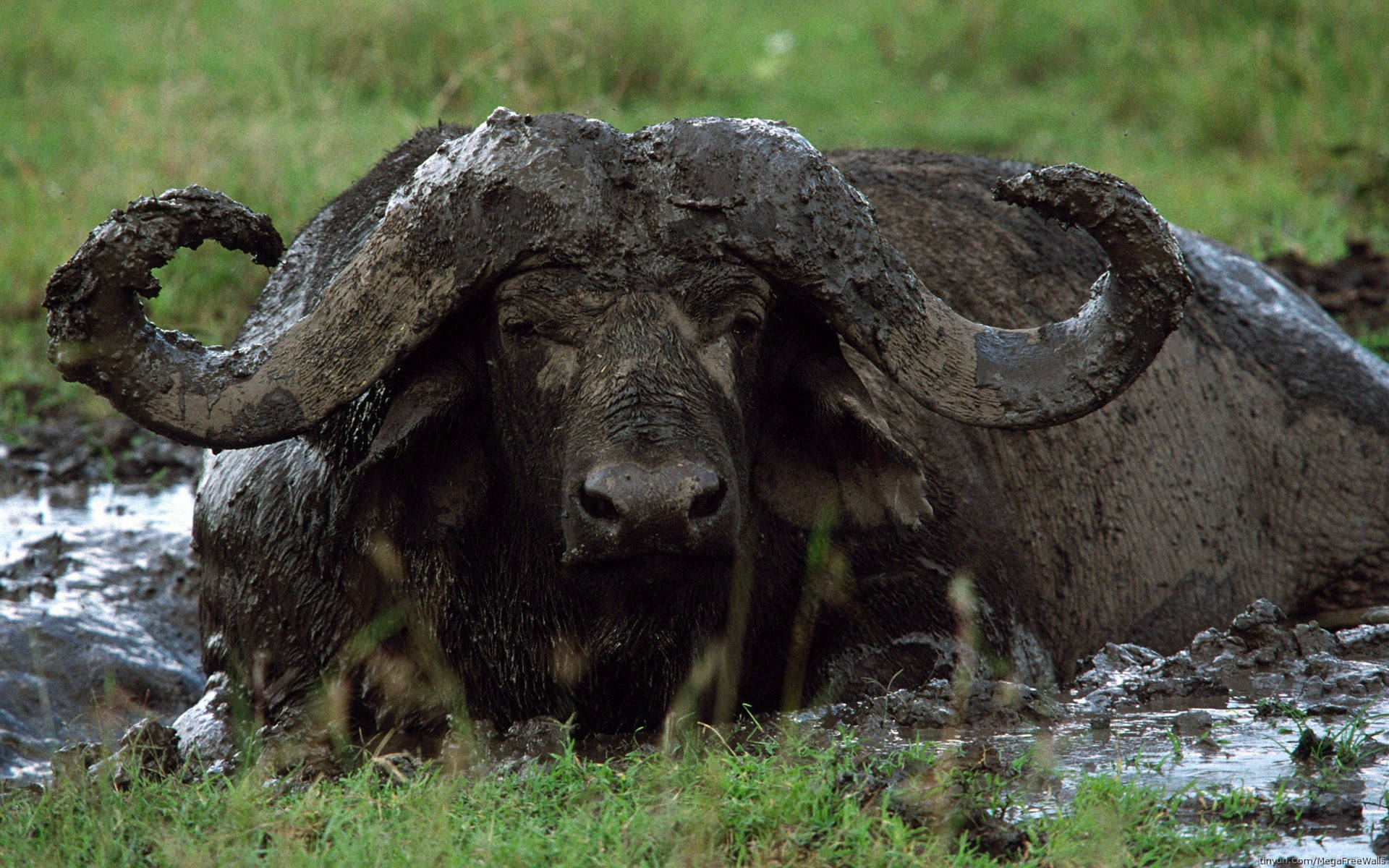 Buffalo Laying In Mud Background