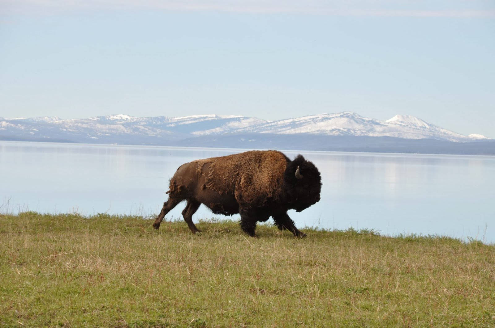 Buffalo On Steppe Background