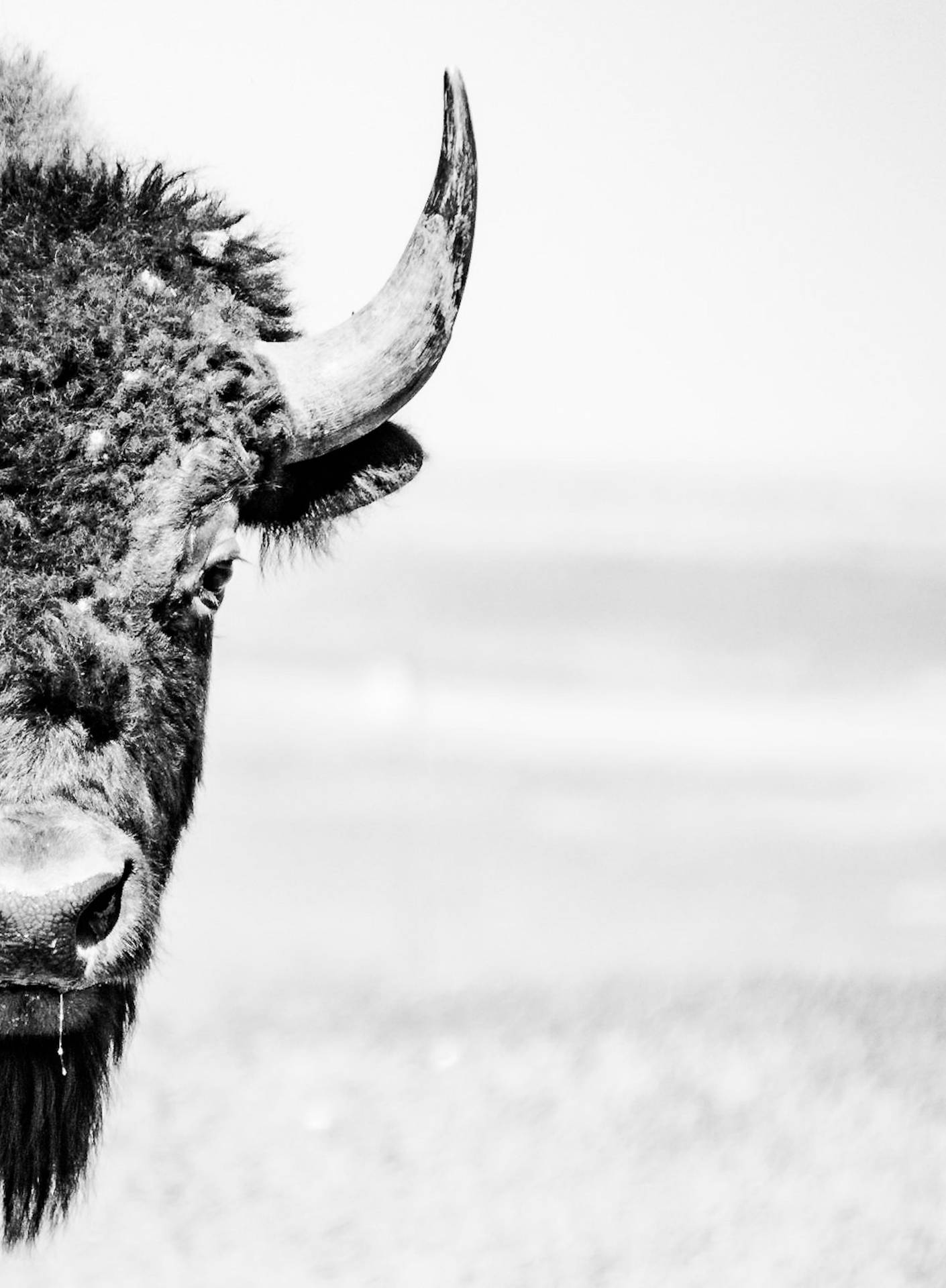 Buffalo Ox Face Background