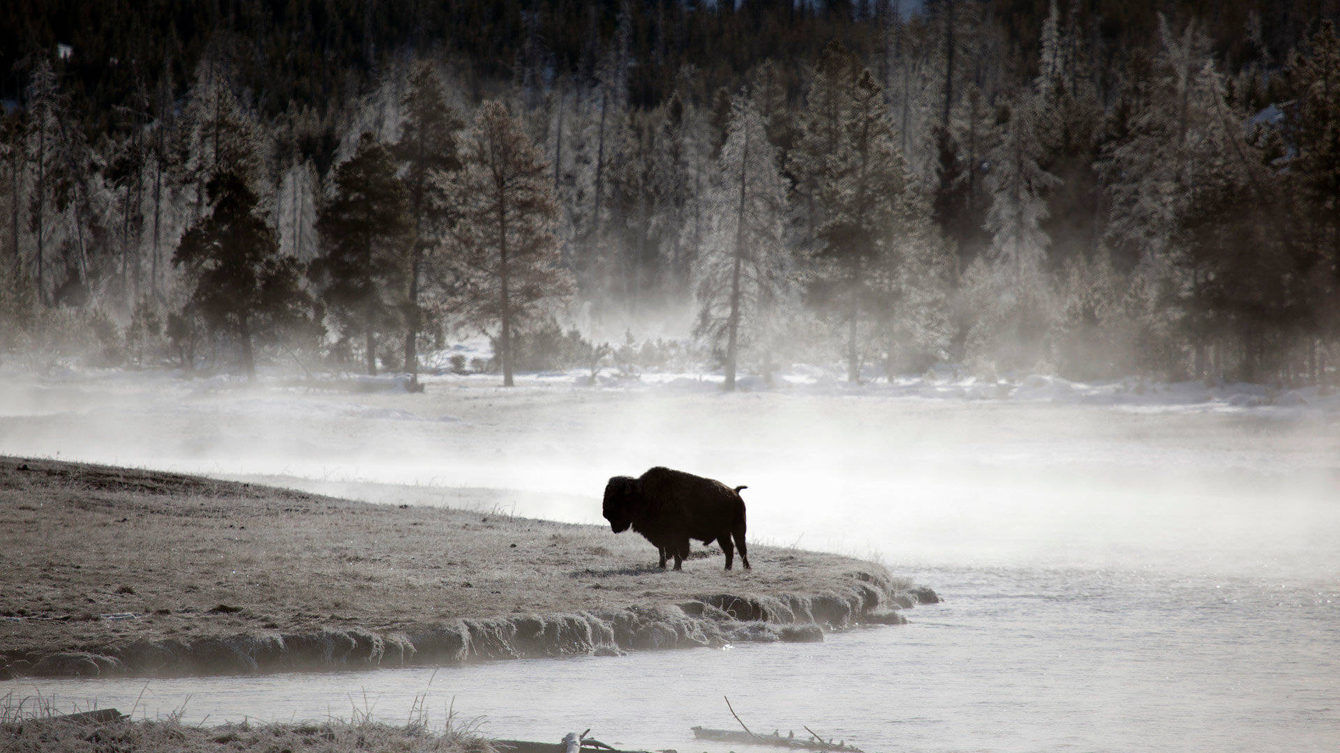 Buffalo Silhouette On Winter Background