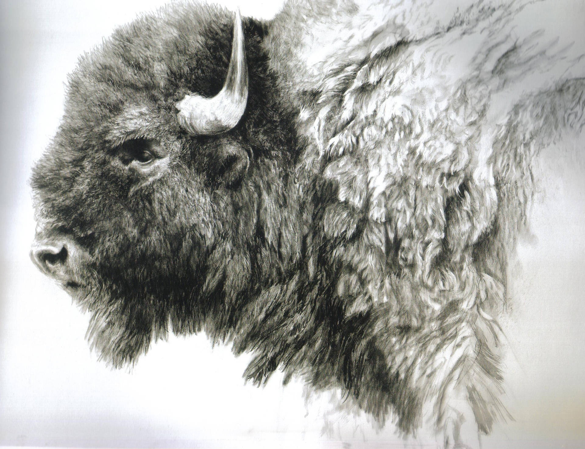 Buffalo Sketch Drawing Background