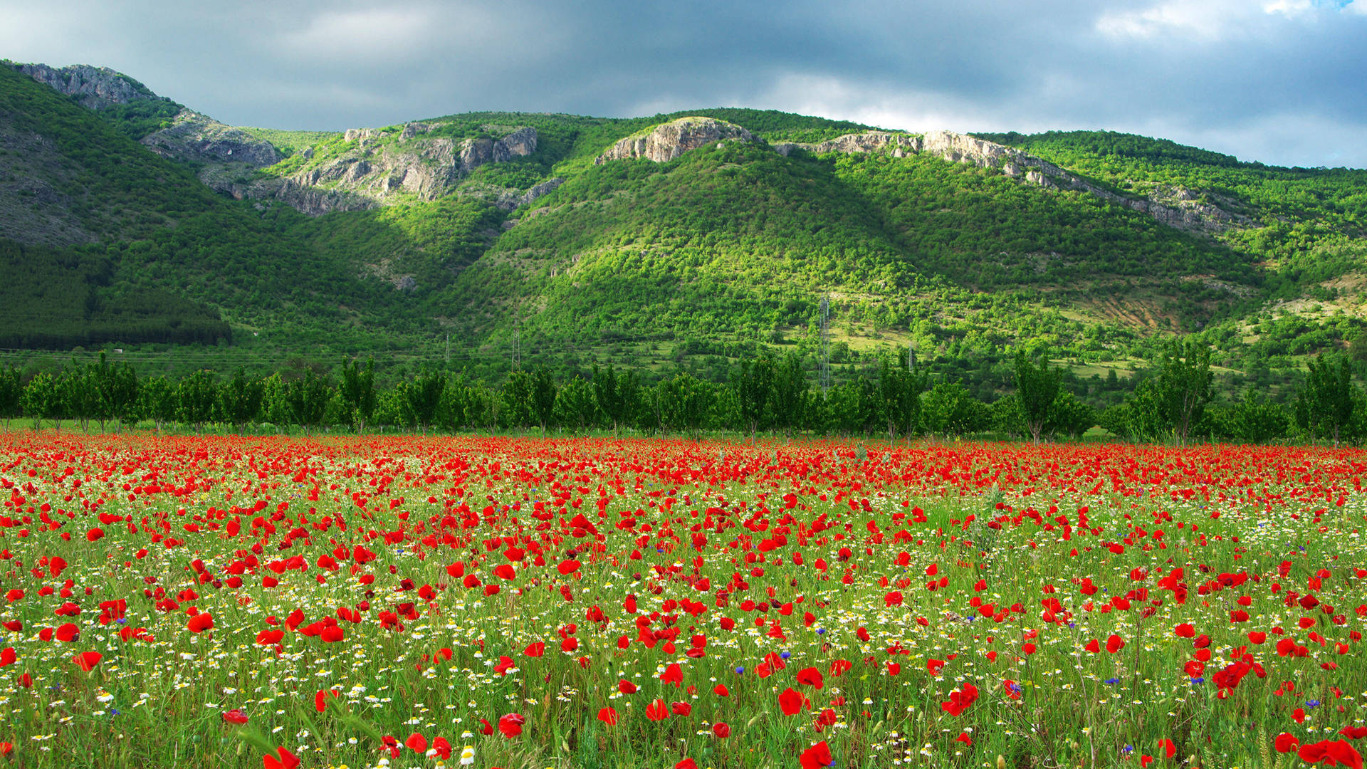 Bulgaria Kyustendil Tulips