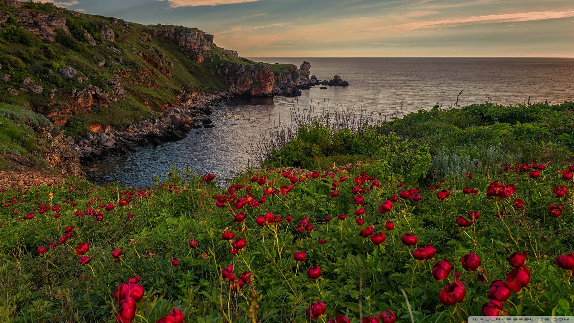 Bulgaria Sea Coast Flowers Background
