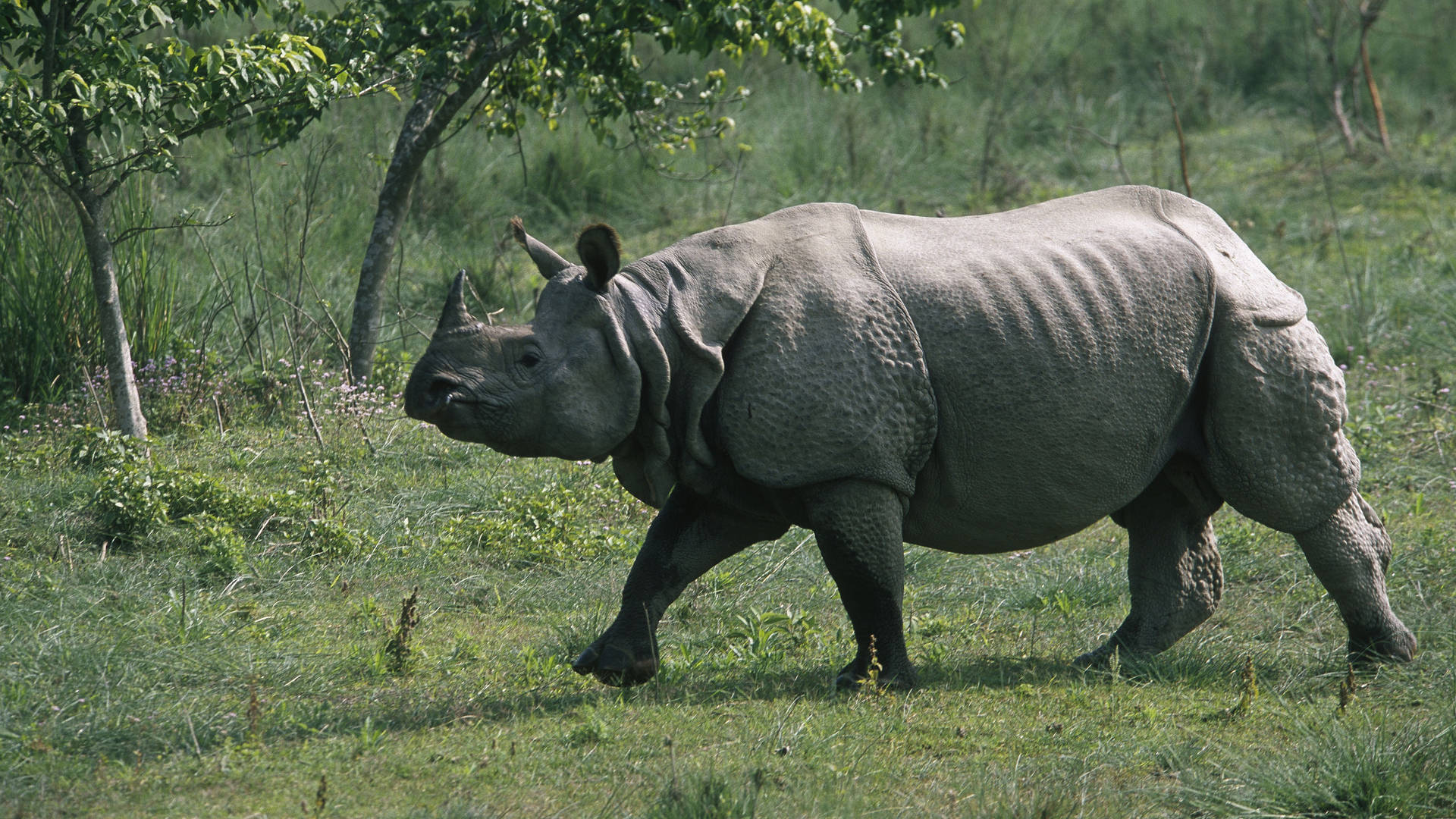 Bulky Rhinoceros Background