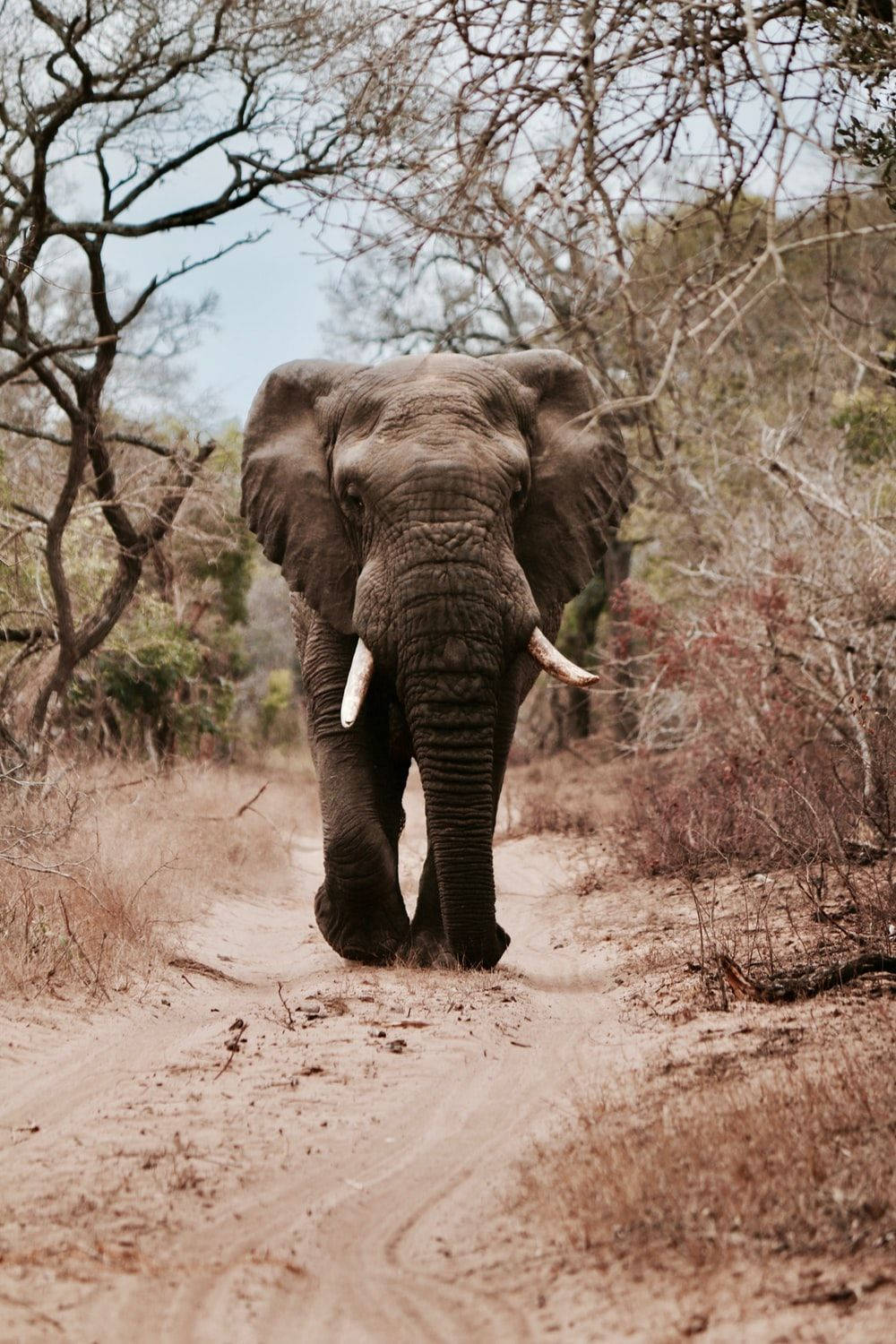Bull Elephant Africa Iphone