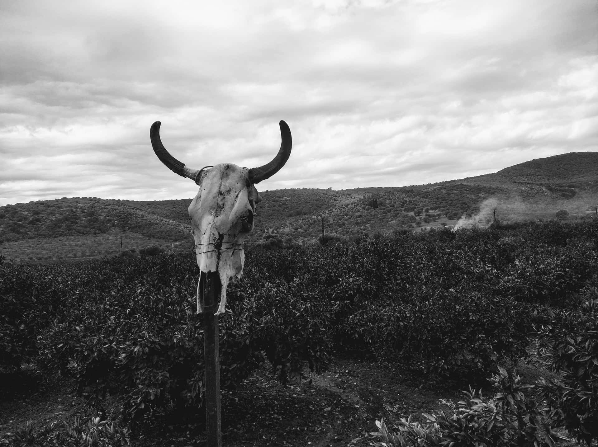 Bull Skull In A Field Background