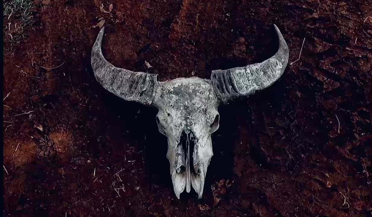 Bull Skull On The Ground Background