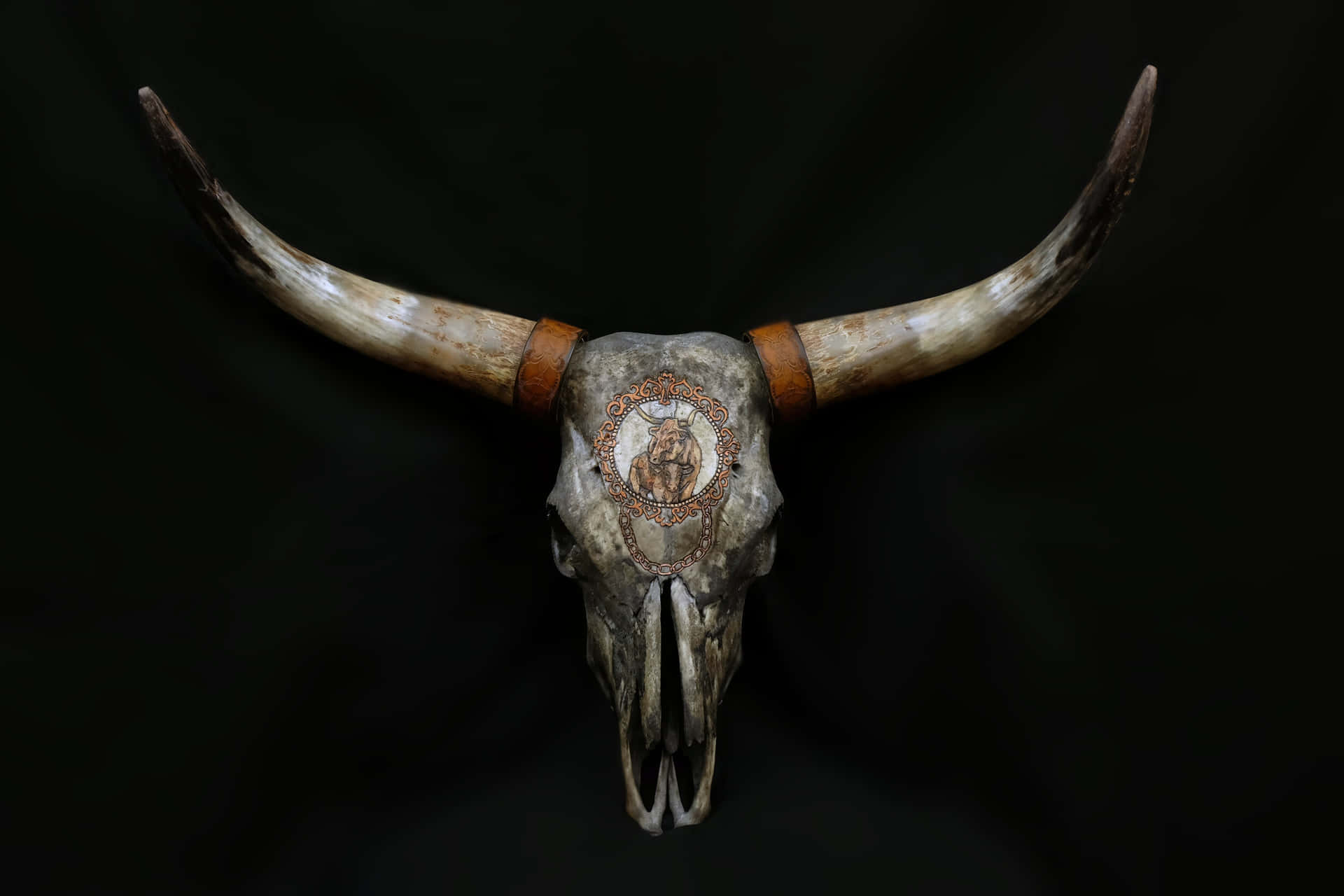 Bull Skull Will Bull Drawing On Forehead Background