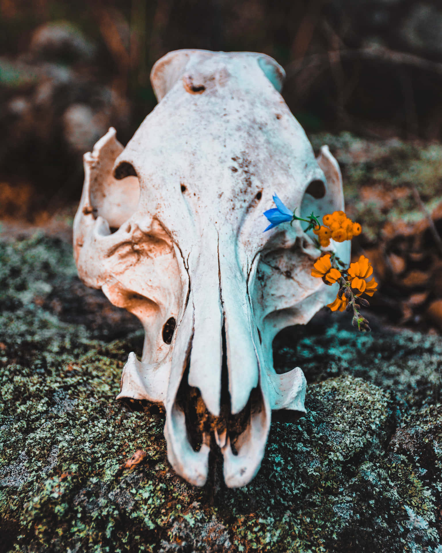 Bull Skull Without Horns Background