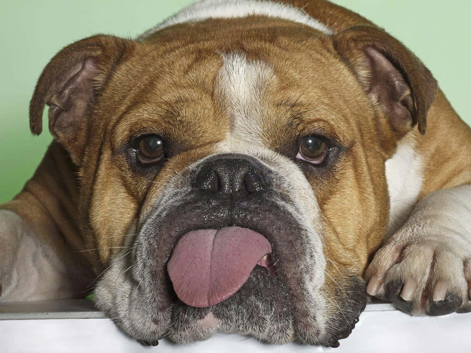 Bulldog Funny Dog With Tongue Out Background