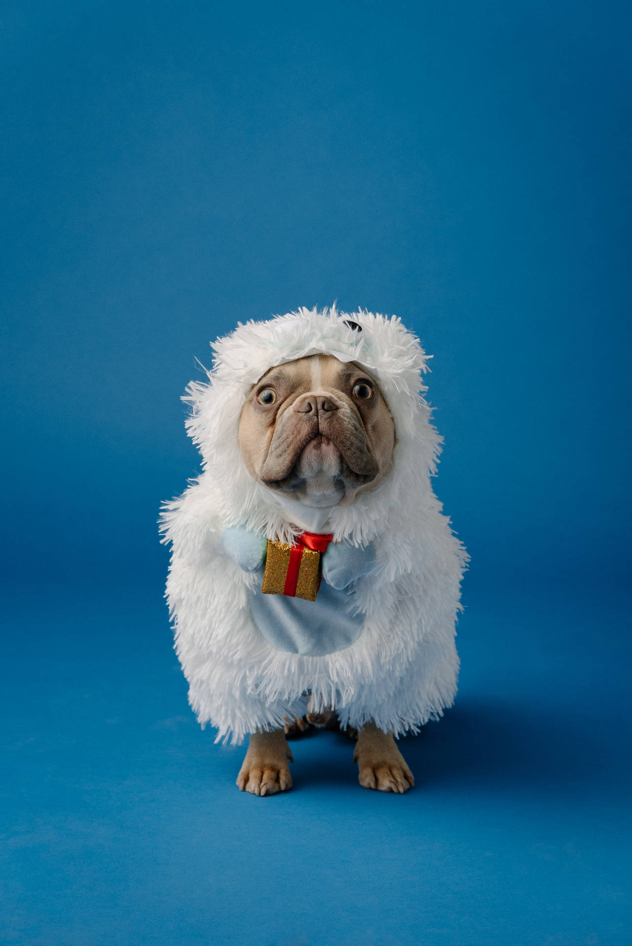 Bulldog In Abominable Snowman Costume