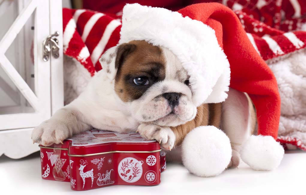 Bulldog Puppy Christmas Present Background