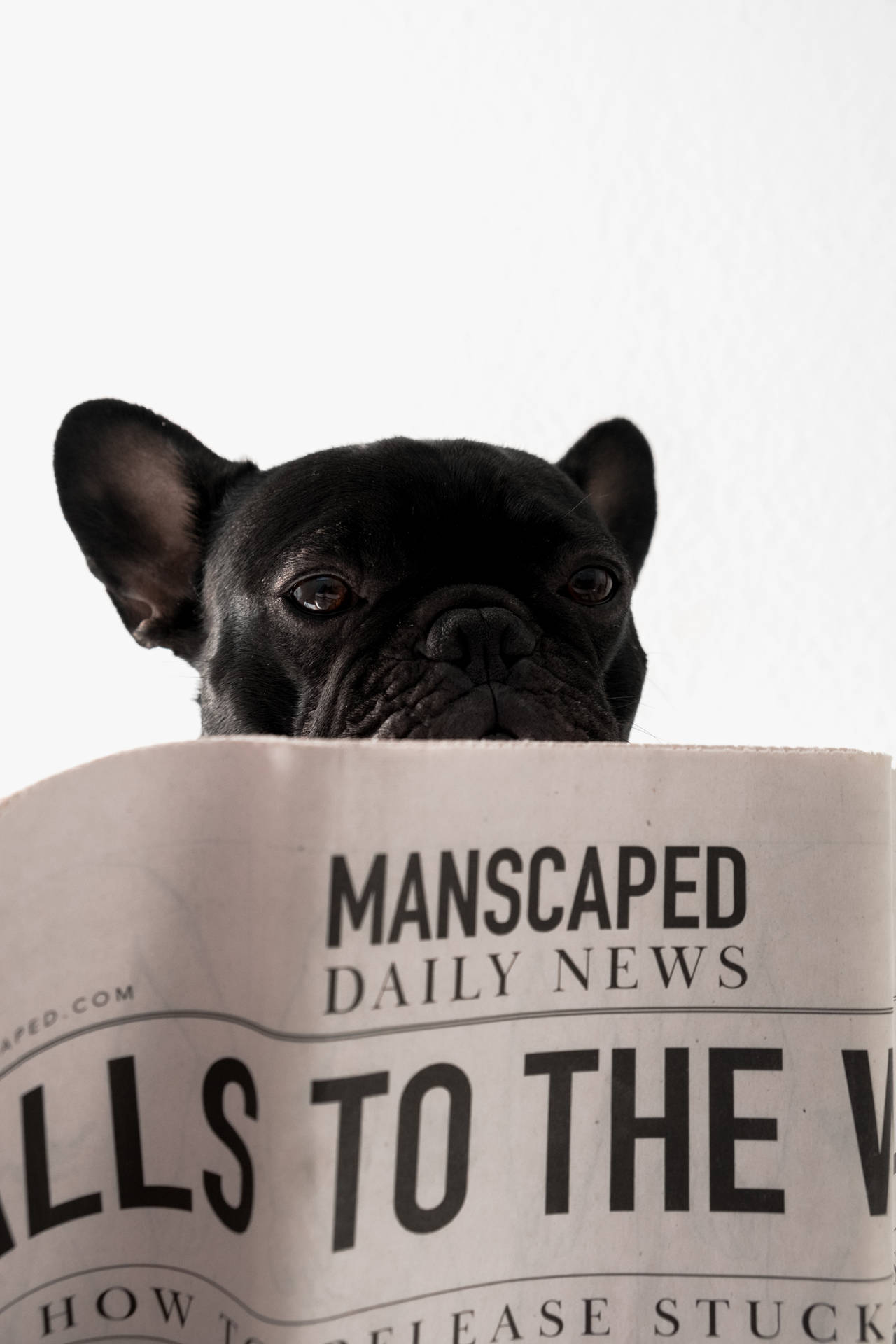 Bulldog Reading A Newspaper