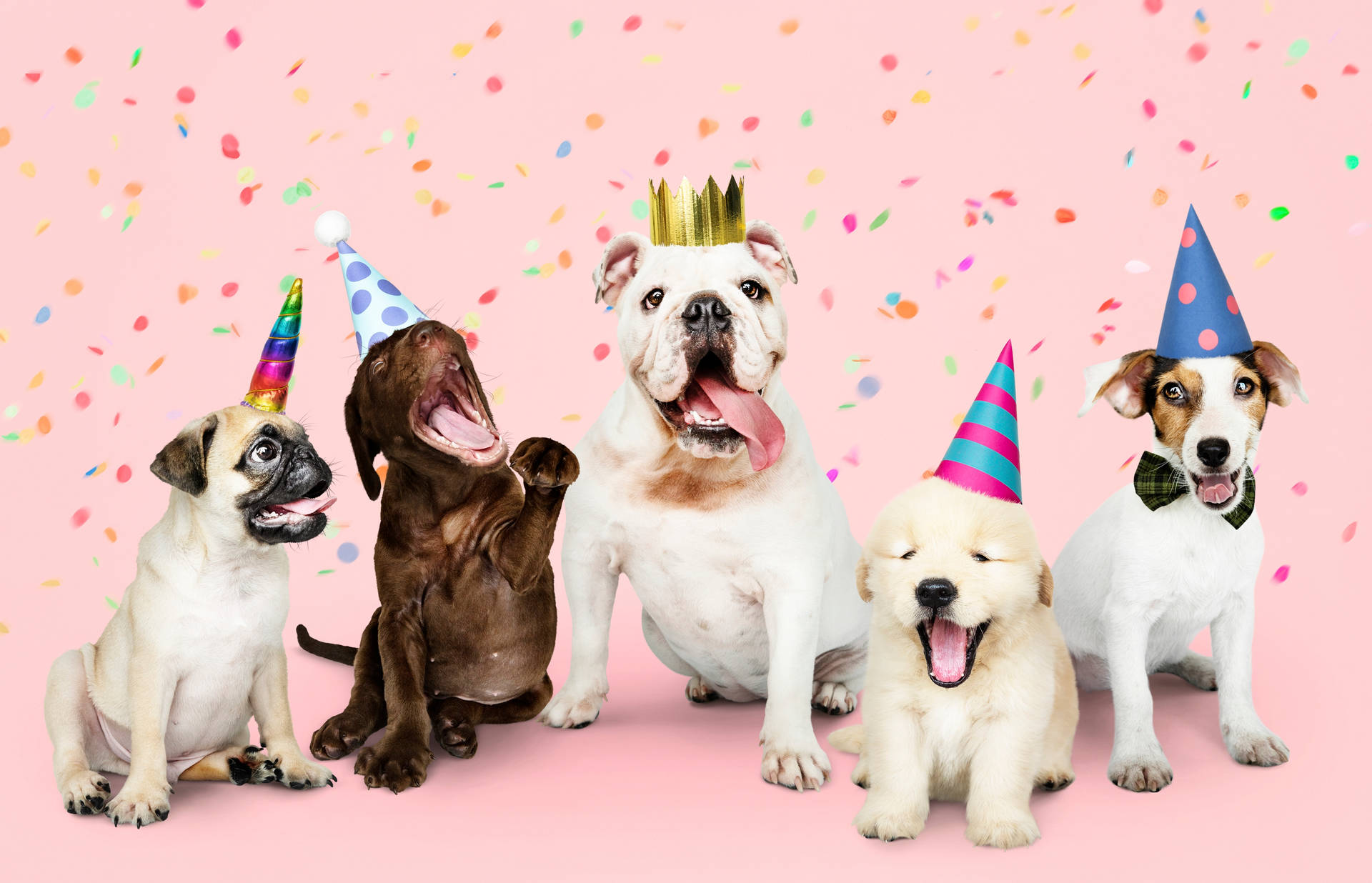 Bulldog With Friends Party Background