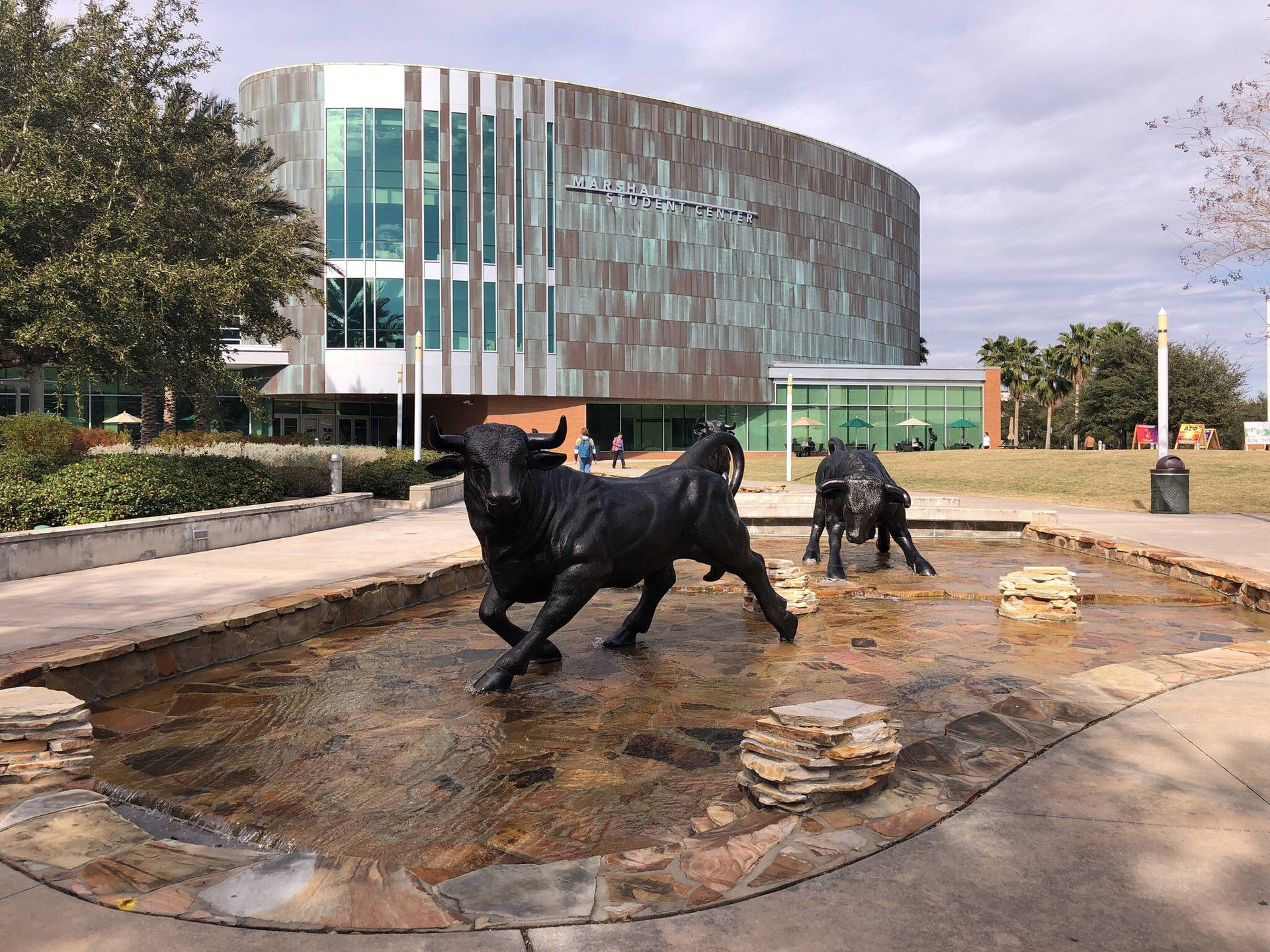 Bulls Statue At University Of South Florida Background