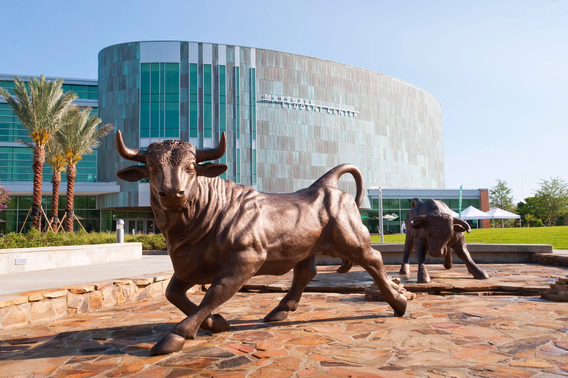 Bulls Statue, University Of South Florida Background