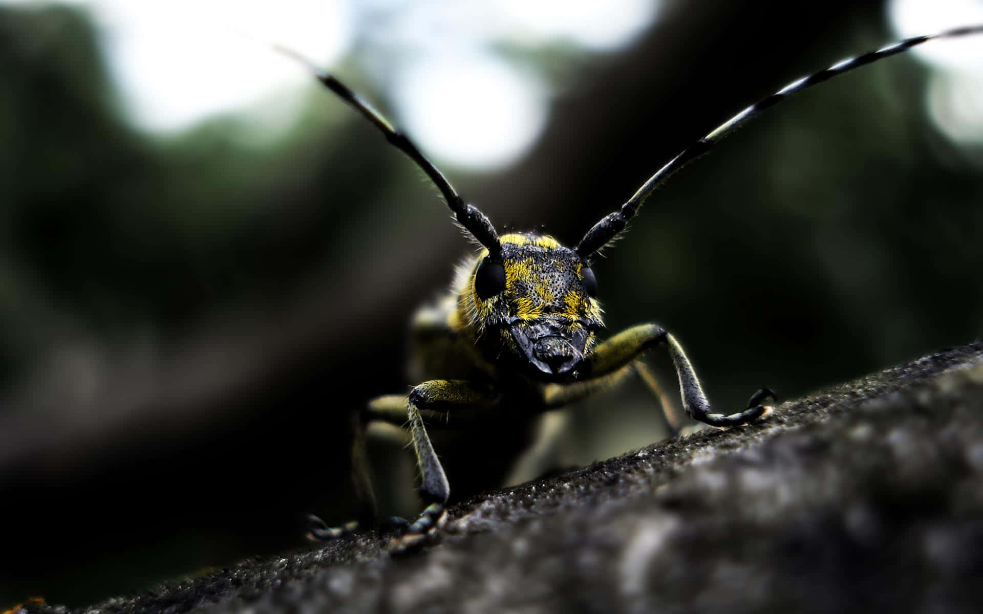 Bumble Bee Look Alike Insects Background