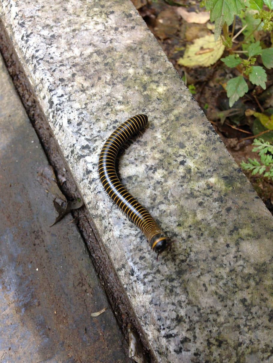 Bumblebee Millipede On A Pavement Background