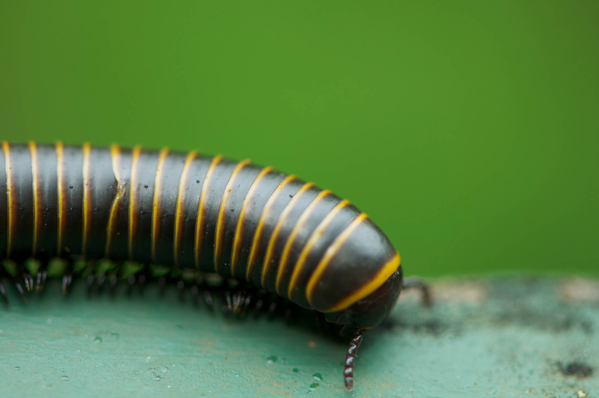 Bumblebee Millipede On The Move