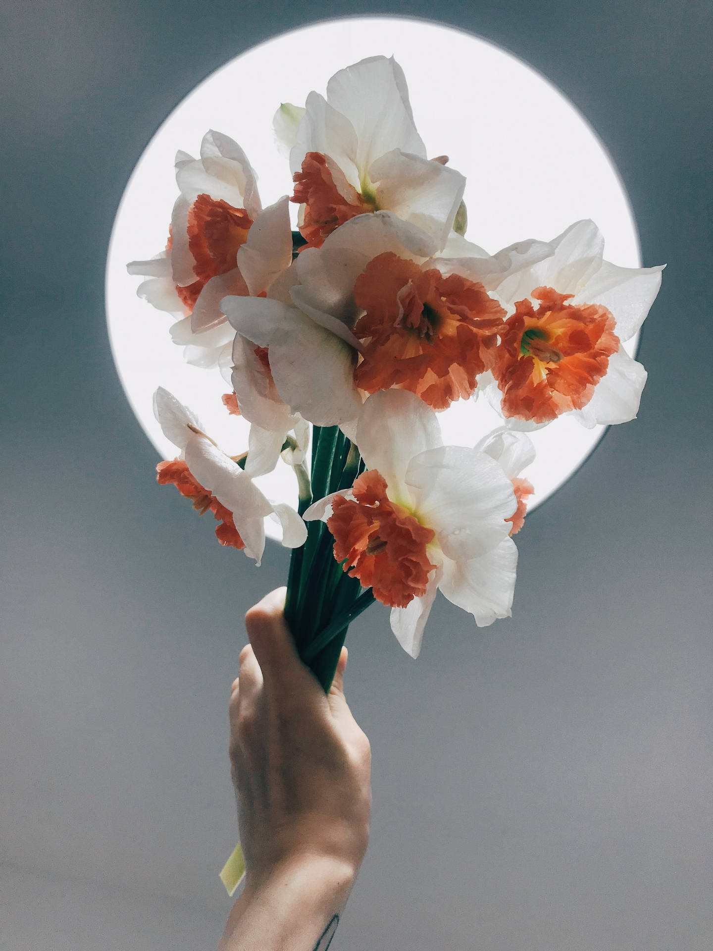 Bunch Flowered Daffodils Flower Bouquet Background