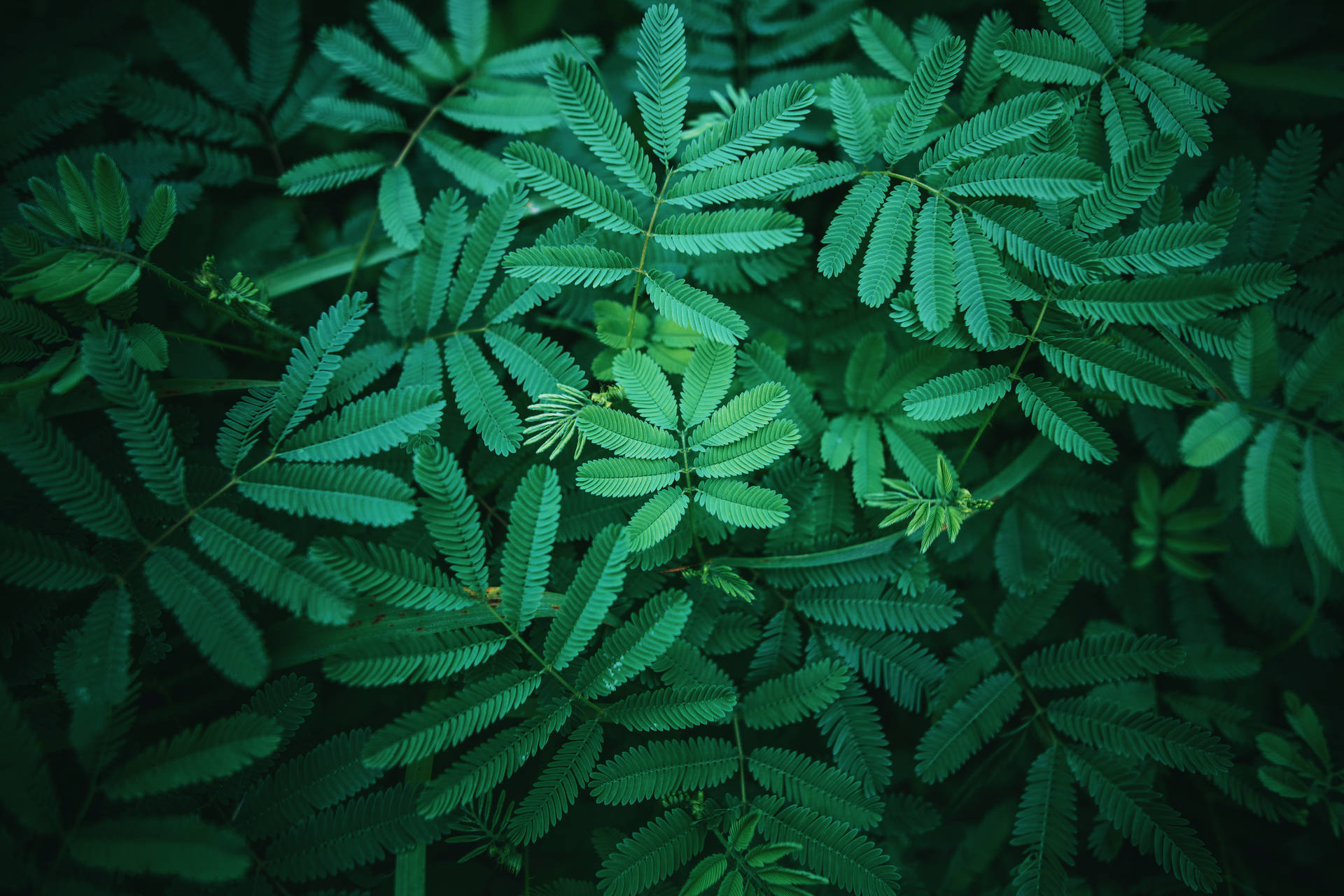 Bunch Of Aesthetic Lush Leaves Background