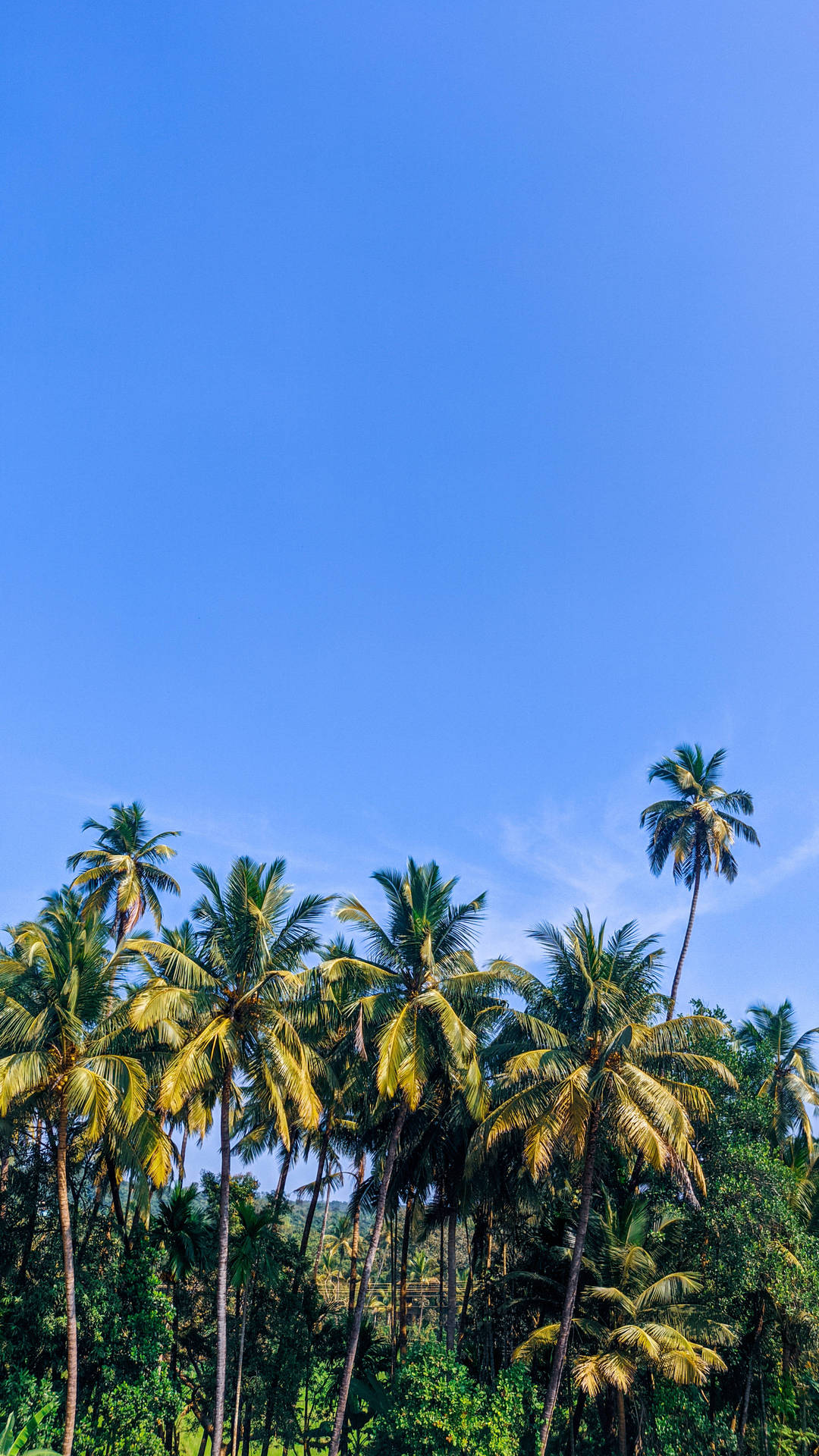 Bunch Of Coconut Trees Under Blue Sky