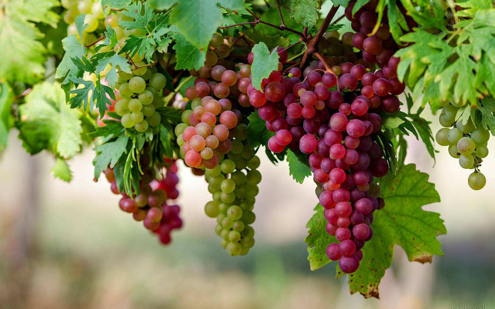 Bunch Of Flame Seedless Red Grapes