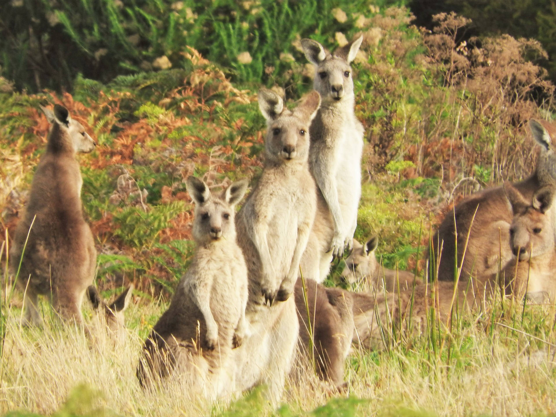 Bunch Of Kangaroos Background