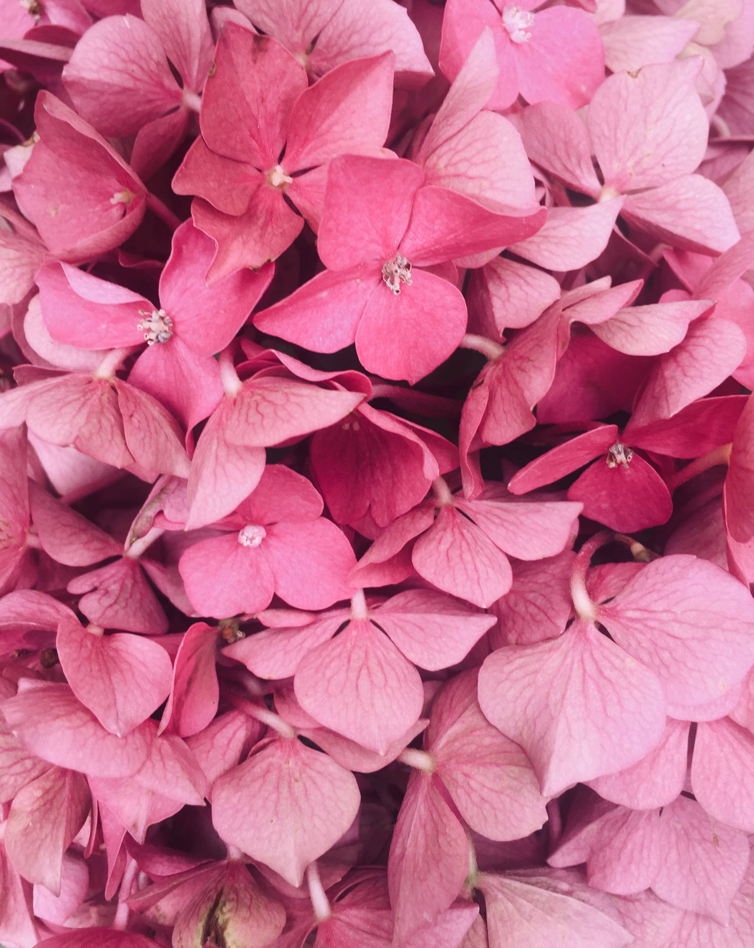 Bunch Of Pink Flowers Aesthetic