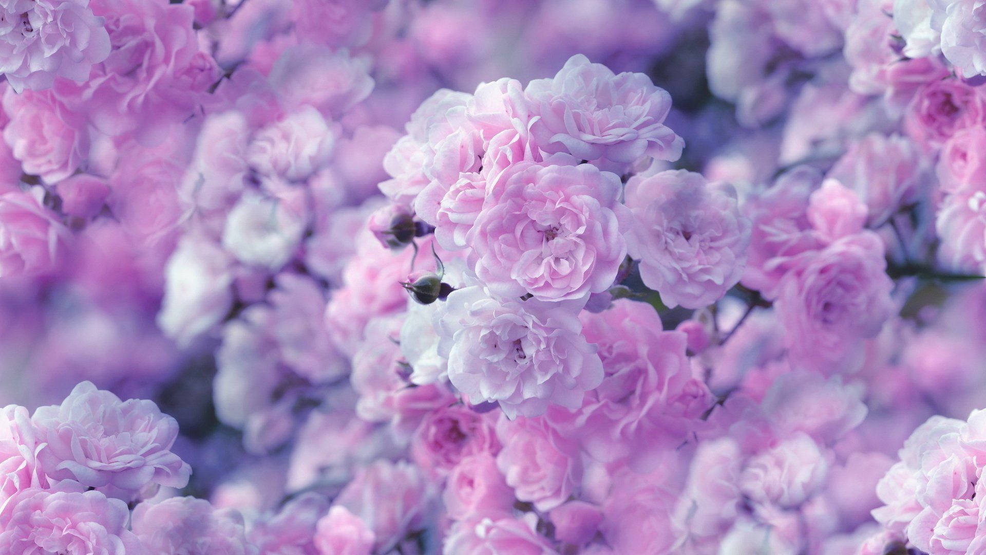 Bunch Of Pink Rose Flowers Background