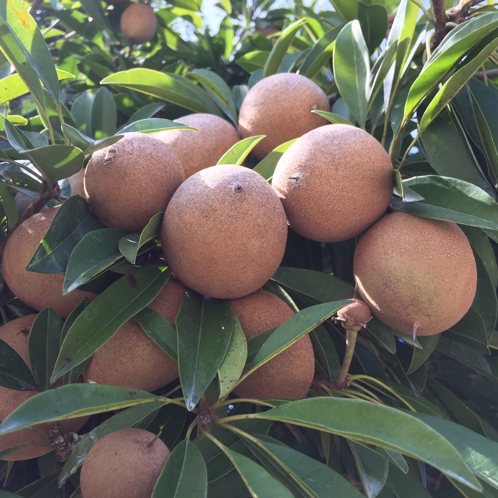 Bunch Of Sapodilla Fruits Background