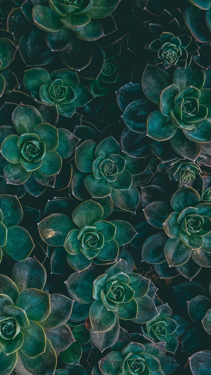 Bunch Of Succulent Plant Phone Background